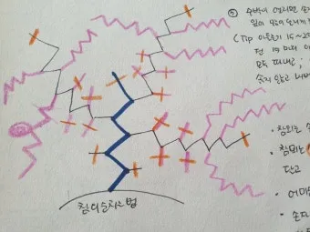 초보 수박 순치기 열매 크게 키우는 방법_27
