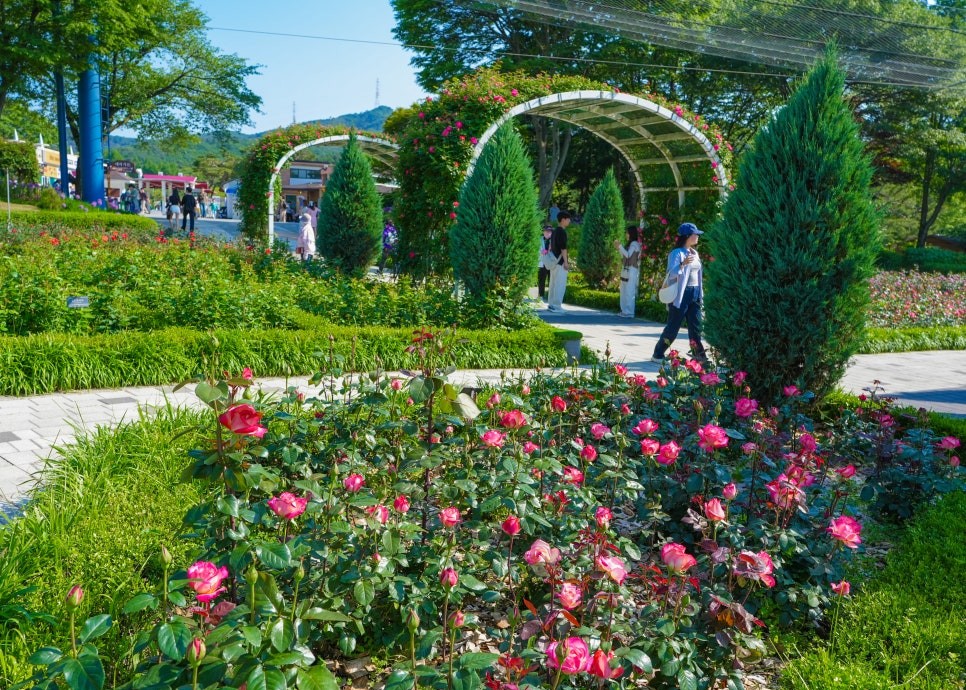 서울대공원 장미축제