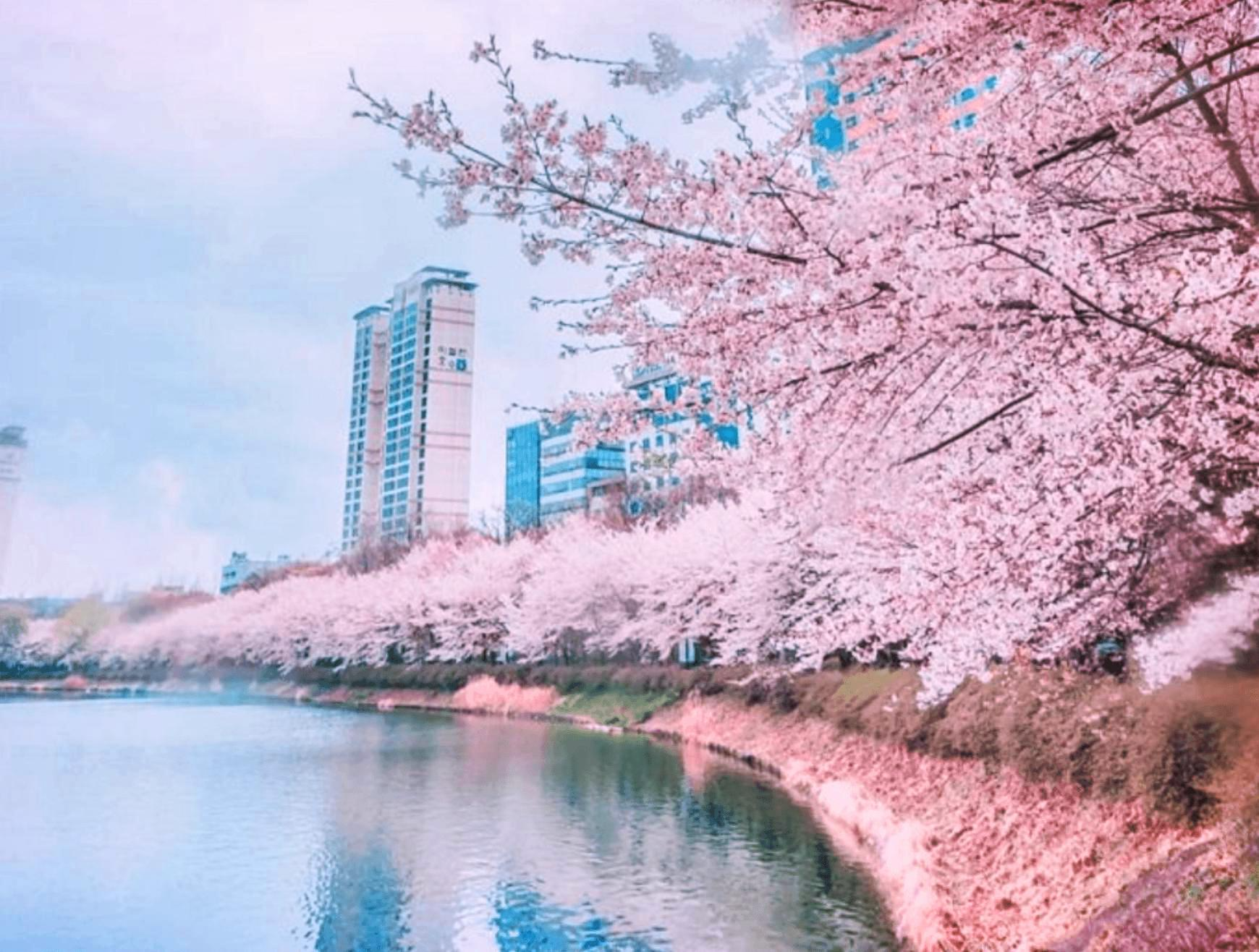 석촌호수 벚꽃