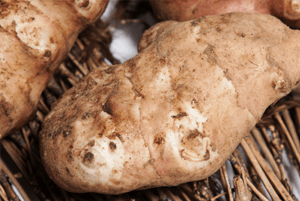 돼지감자 효능14