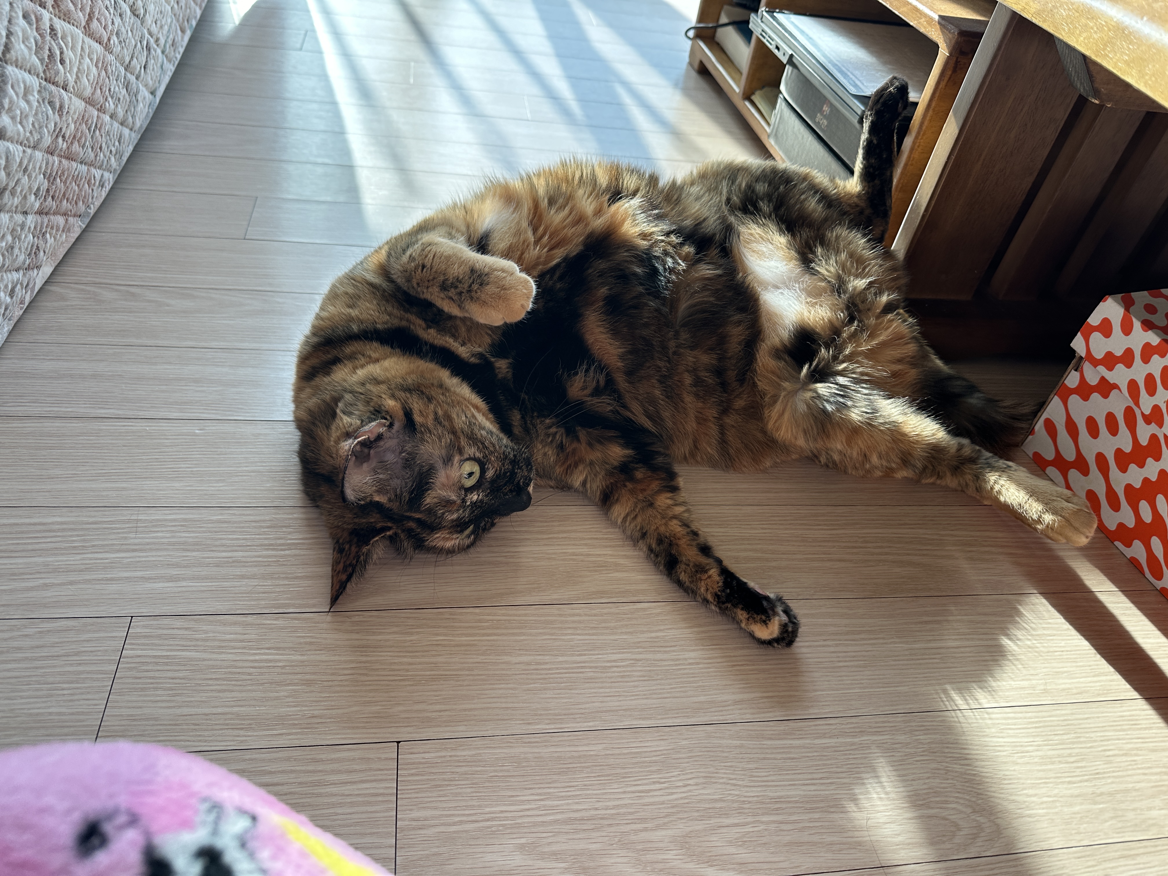 기분좋은_사랑이_발라당_1