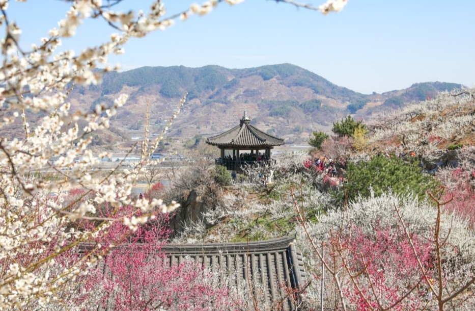 아름다운 매화마을