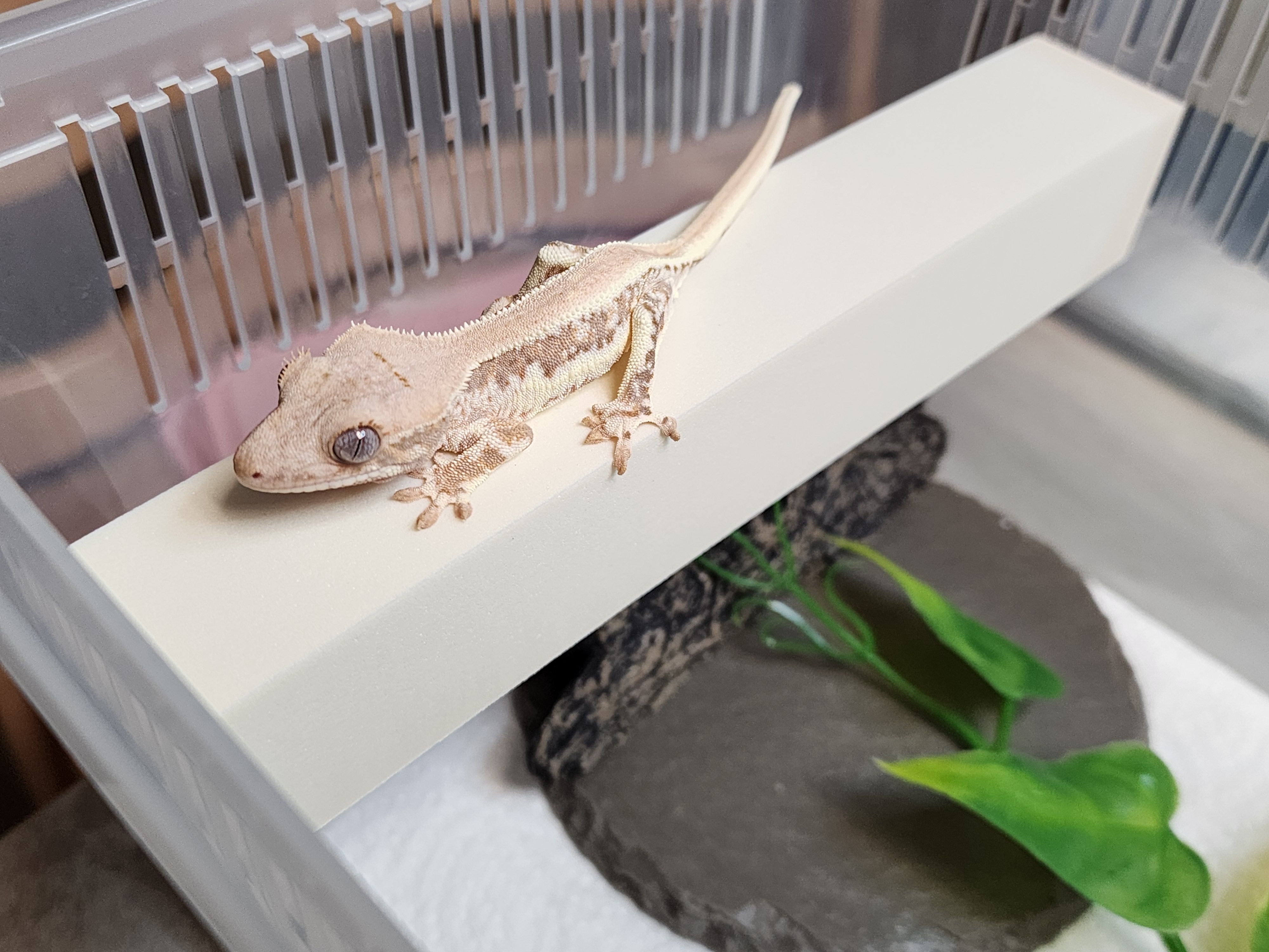 크레스티드게코-릴리화이트-사랑이-사진-1