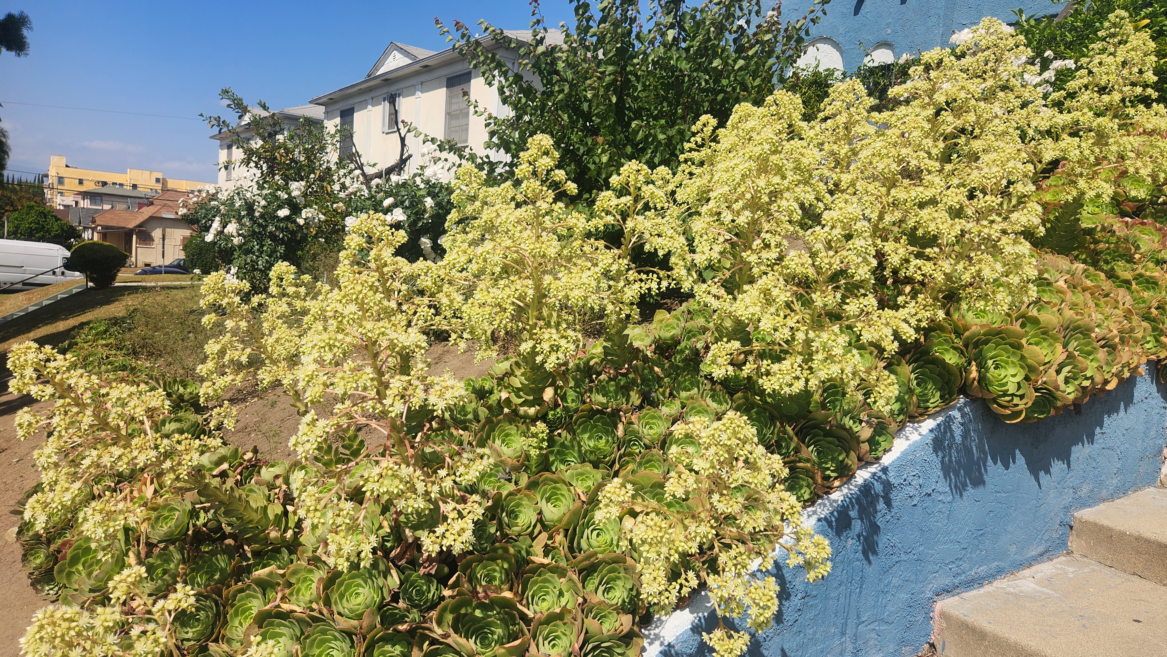 아이오니움(에오니움) – Aeonium arboreum