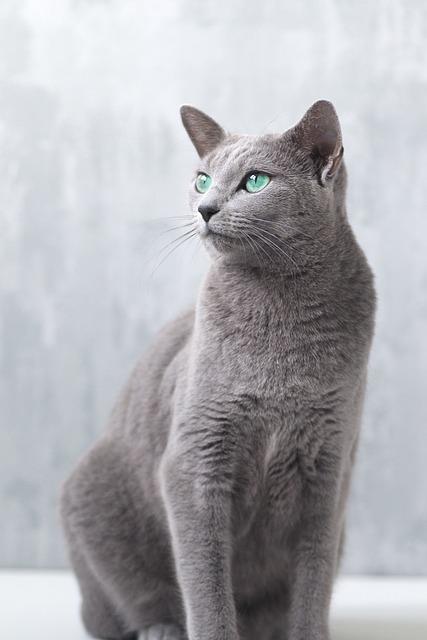 고양이 품종