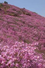 제 26회 천주산 진달래축제 기본일정과 프로그램 소개 류지광 남승민 출연