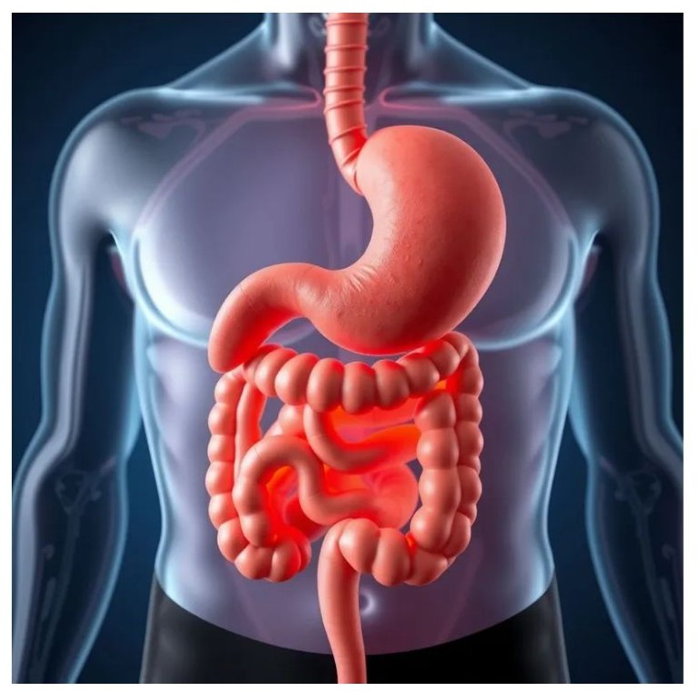 위 대장, 소장 이미지