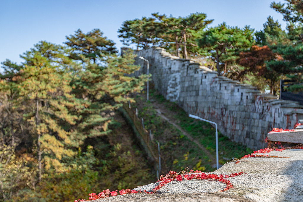 한양도성길
가을풍경
가을단풍
백악구간
서울여행
서울풍경
서울성곽길
청운대
말바위
숙정문