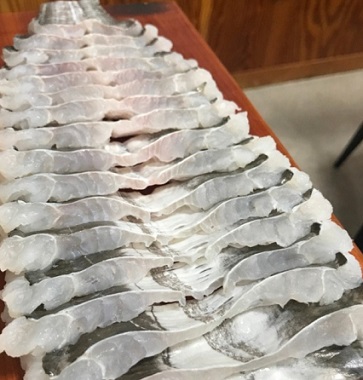 바다장어