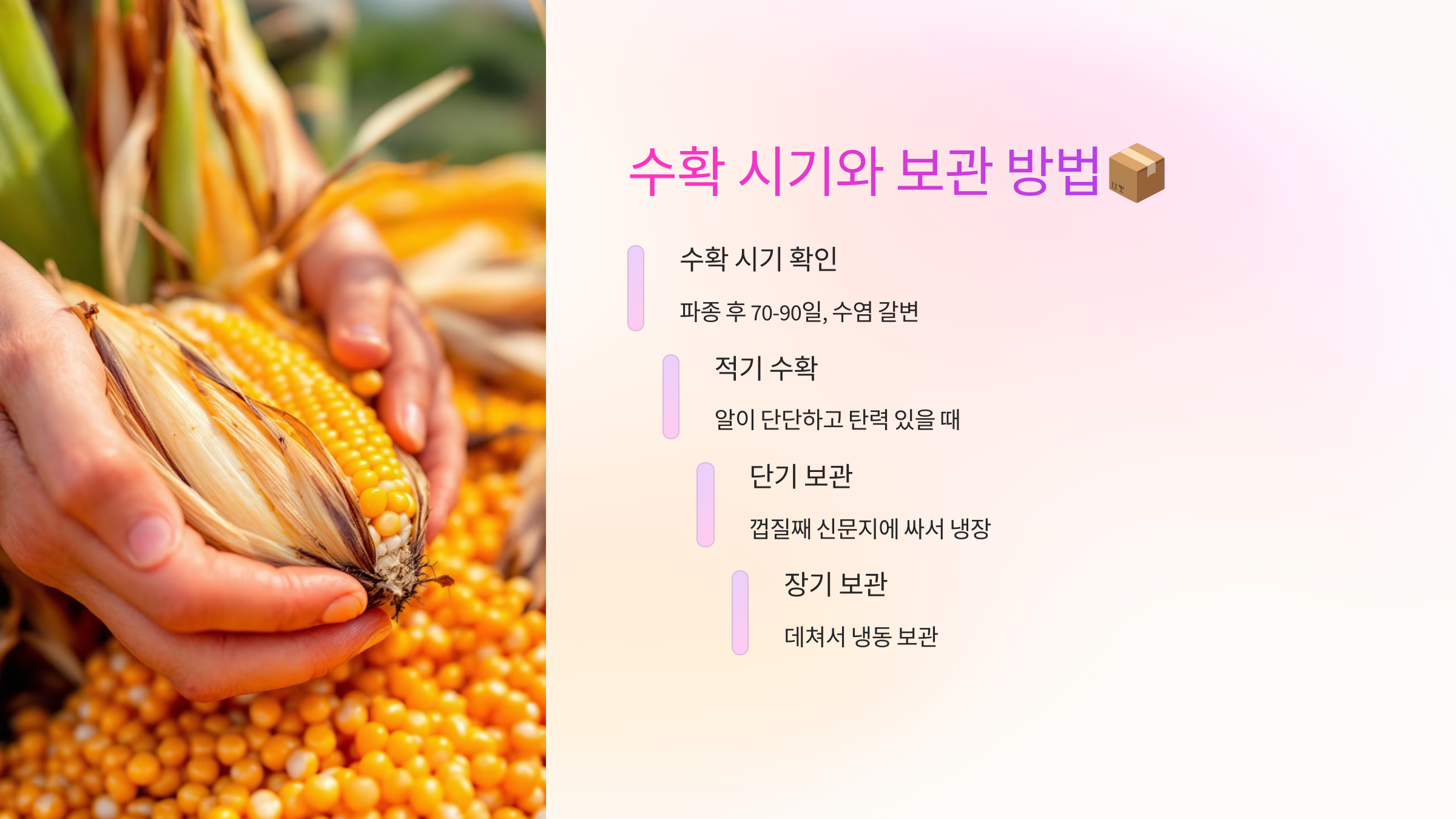 수확 시기와 보관 방법📦