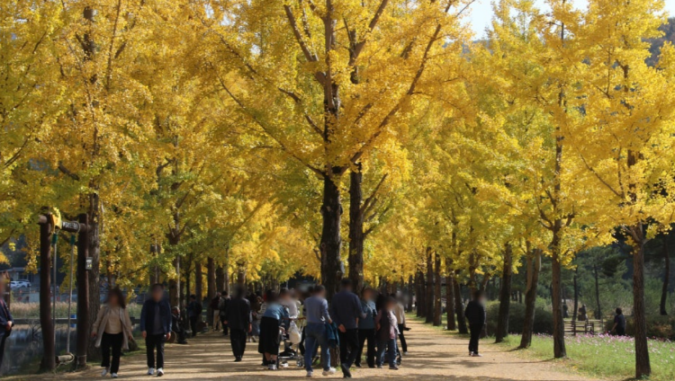 괴산 문광저수지 은행나무길