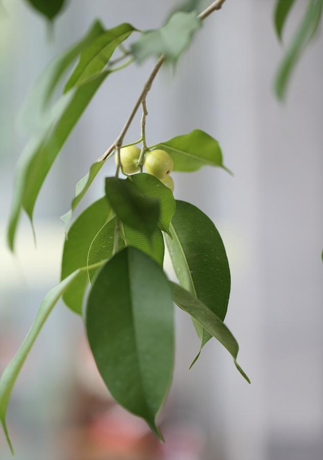 상록식물 (Ficus benjamina)