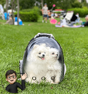 잔디 밭 위에 있는 강아지 2마리