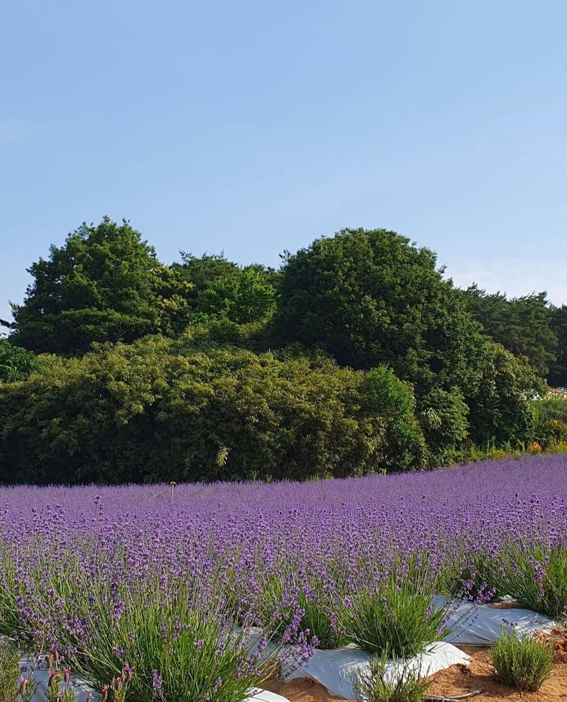 고창청농원 라벤더시즌