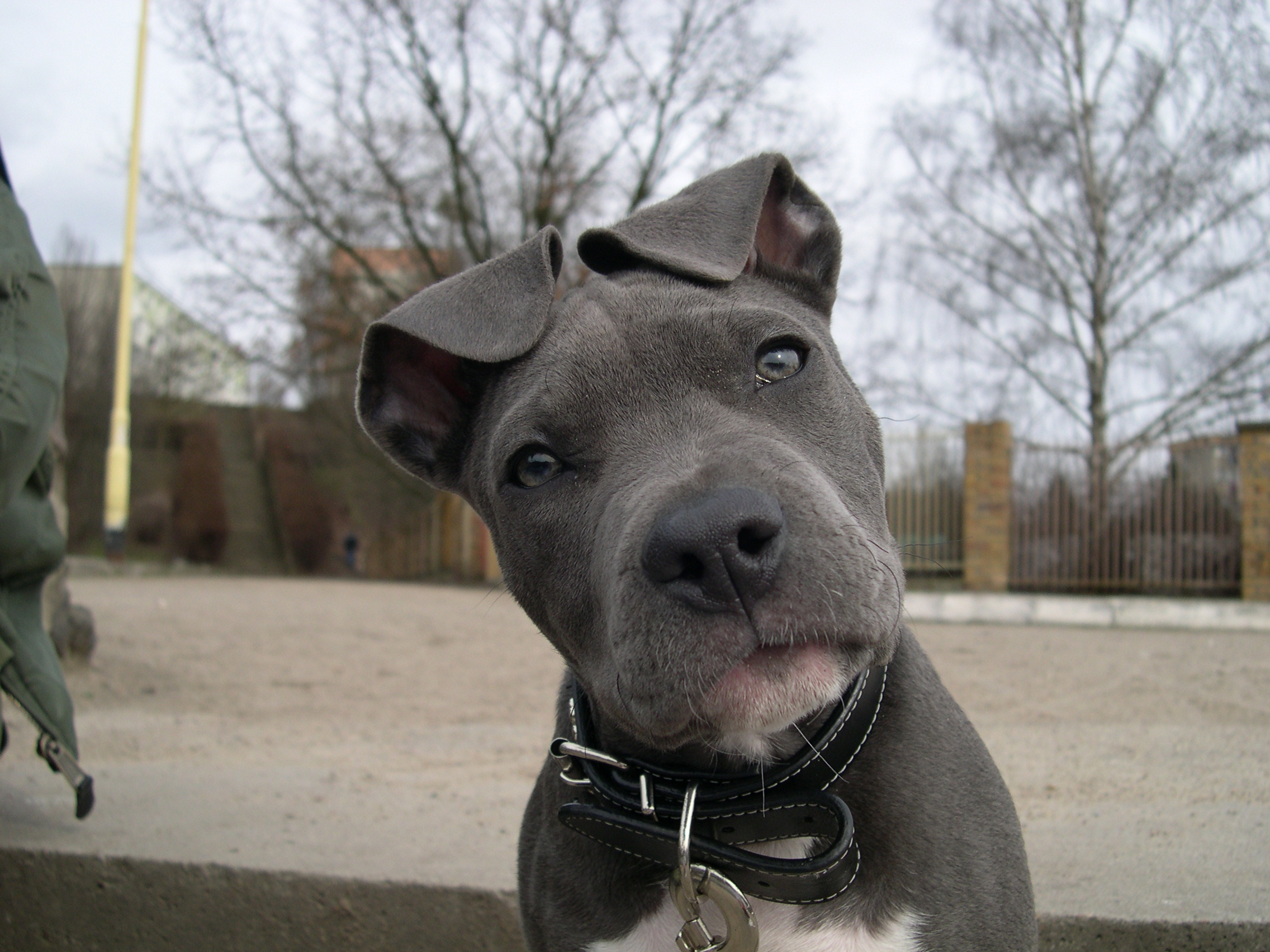 견종별 건강 문제 관련 사진