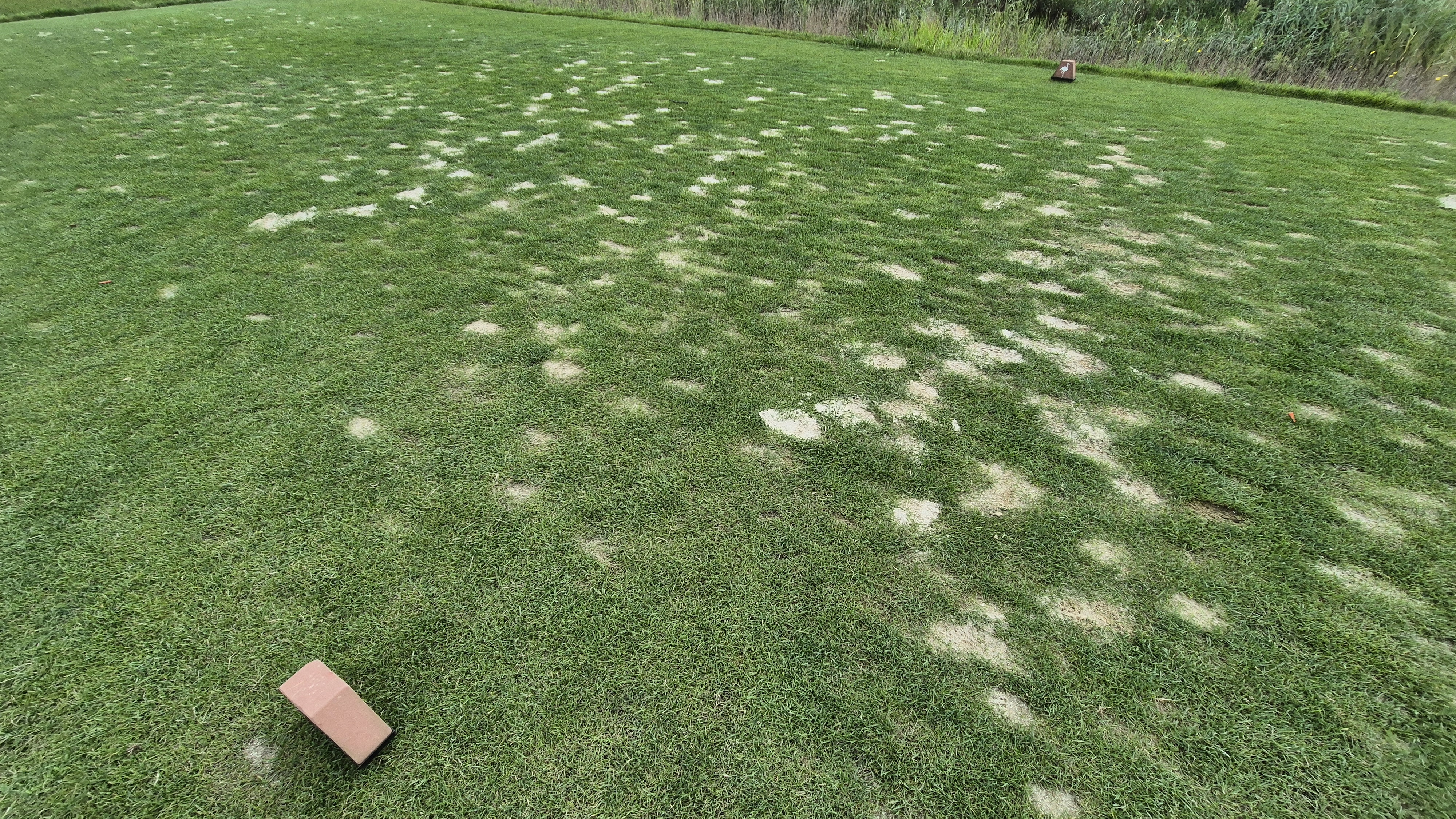 플라밍고cc 듄스-링크스 코스 라운드 후기