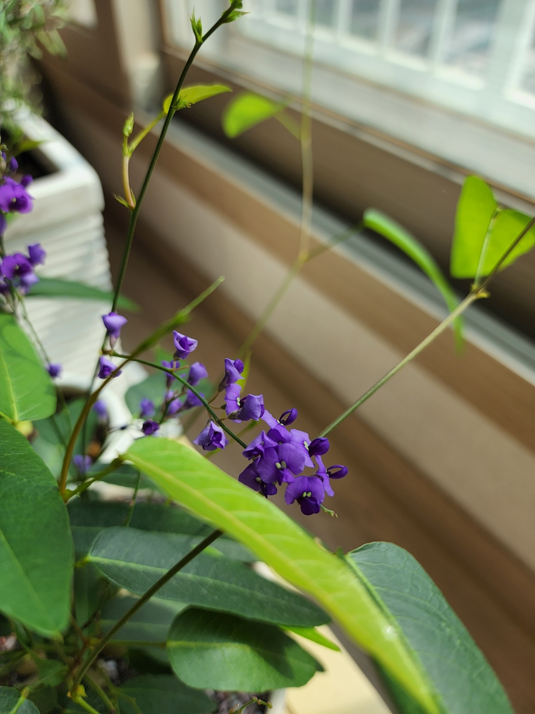 보라싸리의 보라색 꽃