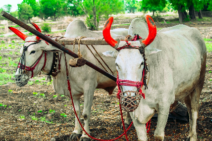 소와 함께 거리에서 달리는 스페인 산 페르민 축제