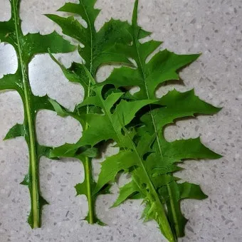 왕고들빼기 효능과 섭취시 주의사항 건강 정보_5