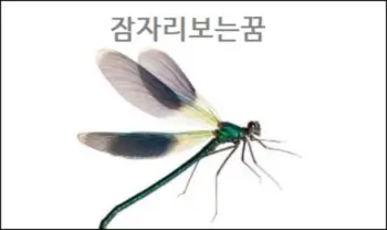 잠자리보는꿈