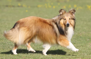 셔틀랜드 쉽독/출처:어도비스톡