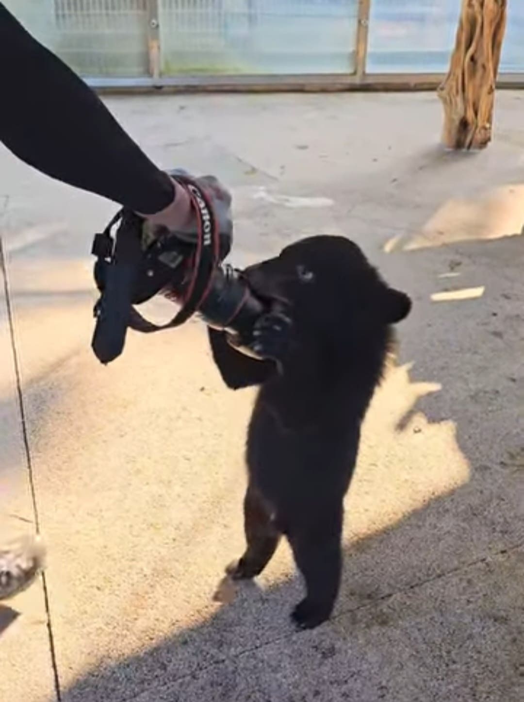 광양매화축제 주차장&amp;#44; 맛집&amp;#44; 입장료