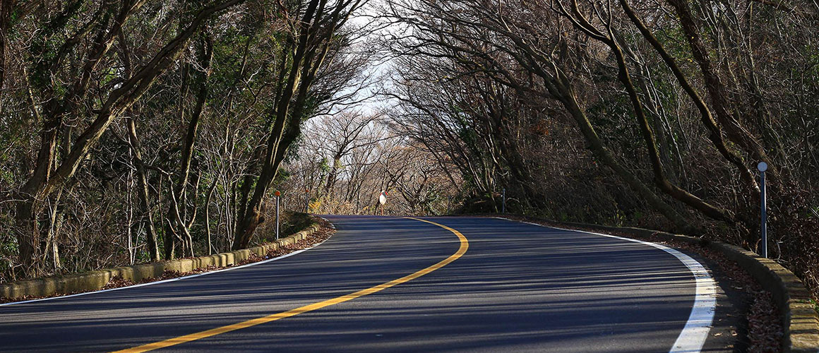 5.16도로 숲터널 관련 사진