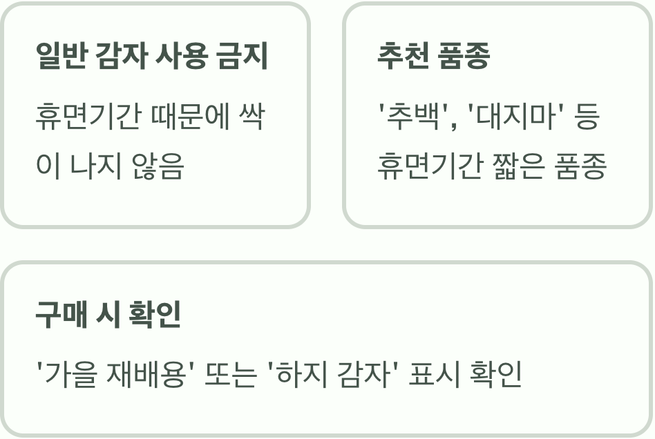 가을 감자는 '씨감자'부터 다르다