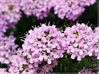 백리향 키우는 법 집에서 재배법 꿀팁_20