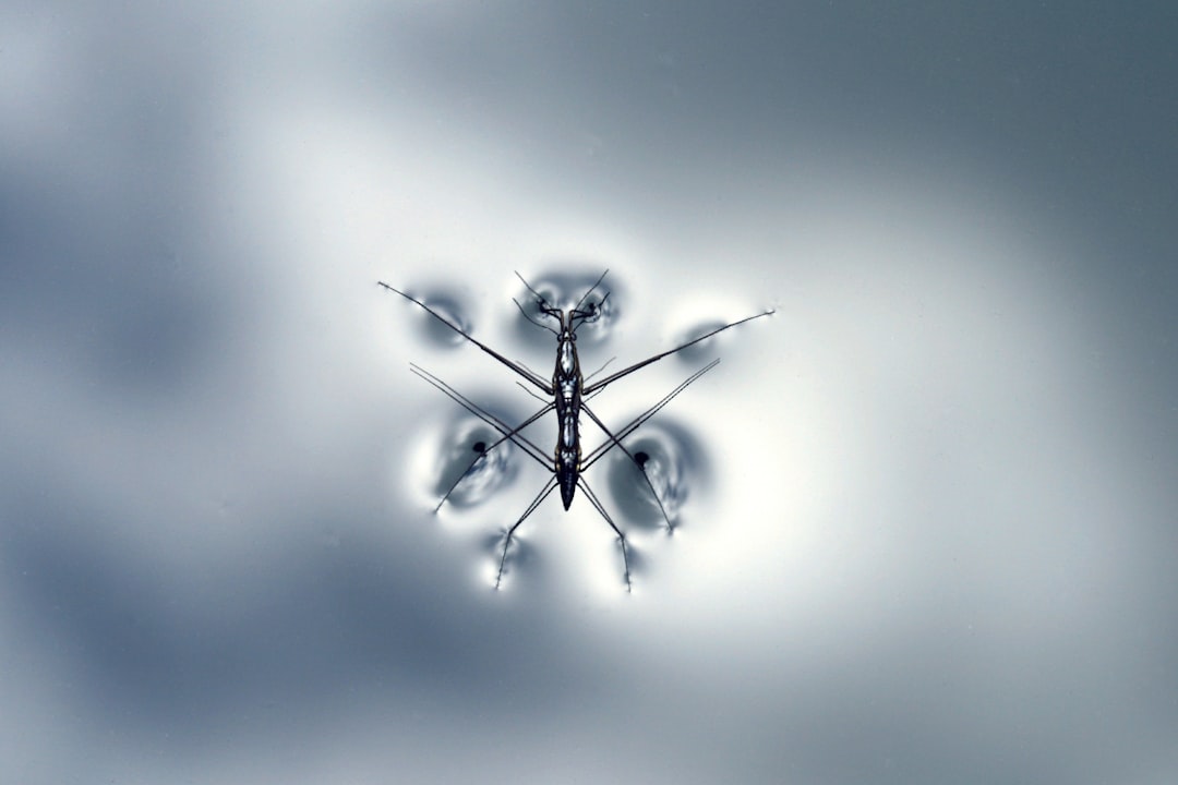 Mosquito.