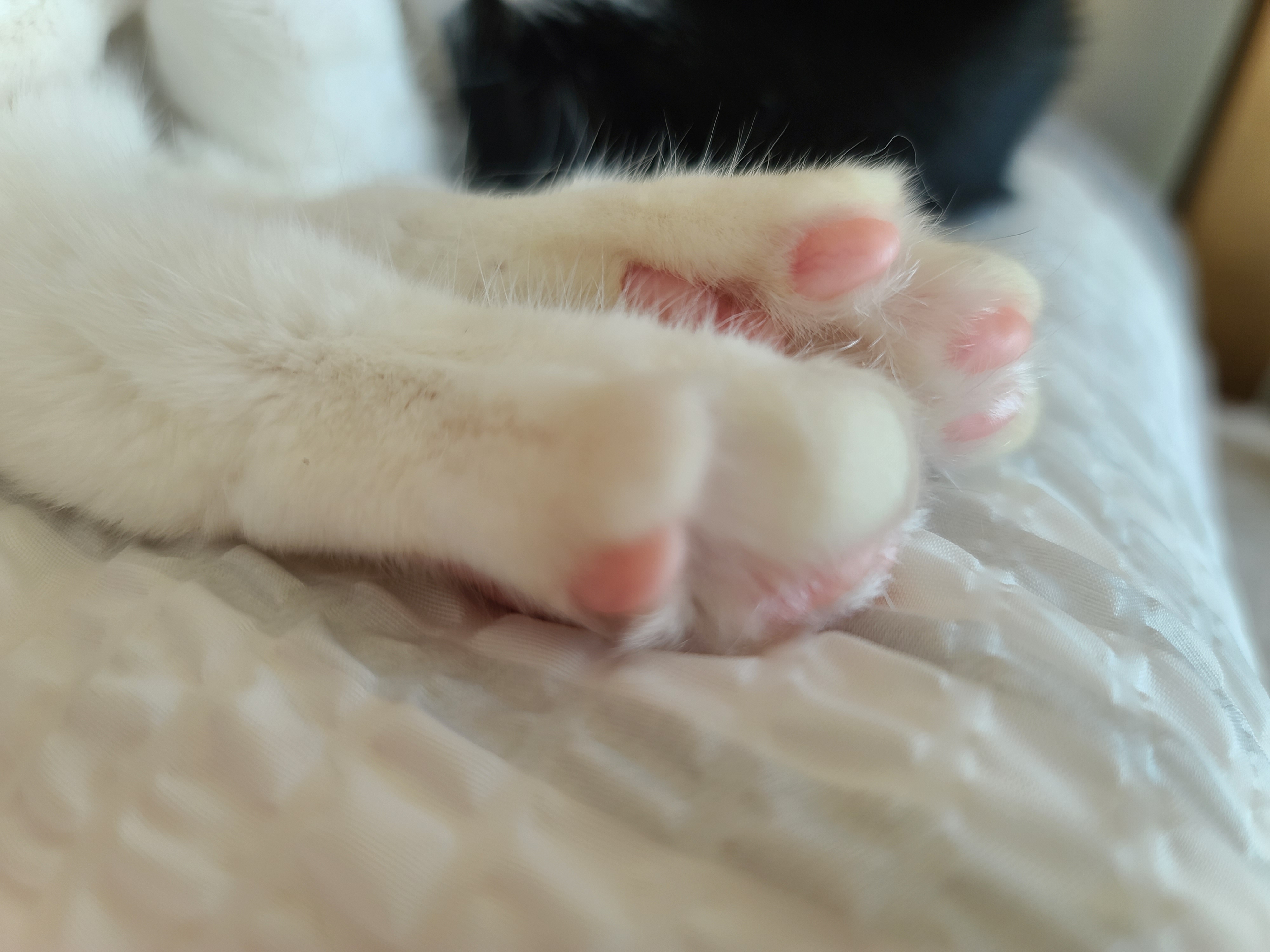 이른 새벽...엄마껌딱지 호야의 너무 사랑스런 애교(feat.젖소냥이 두리)