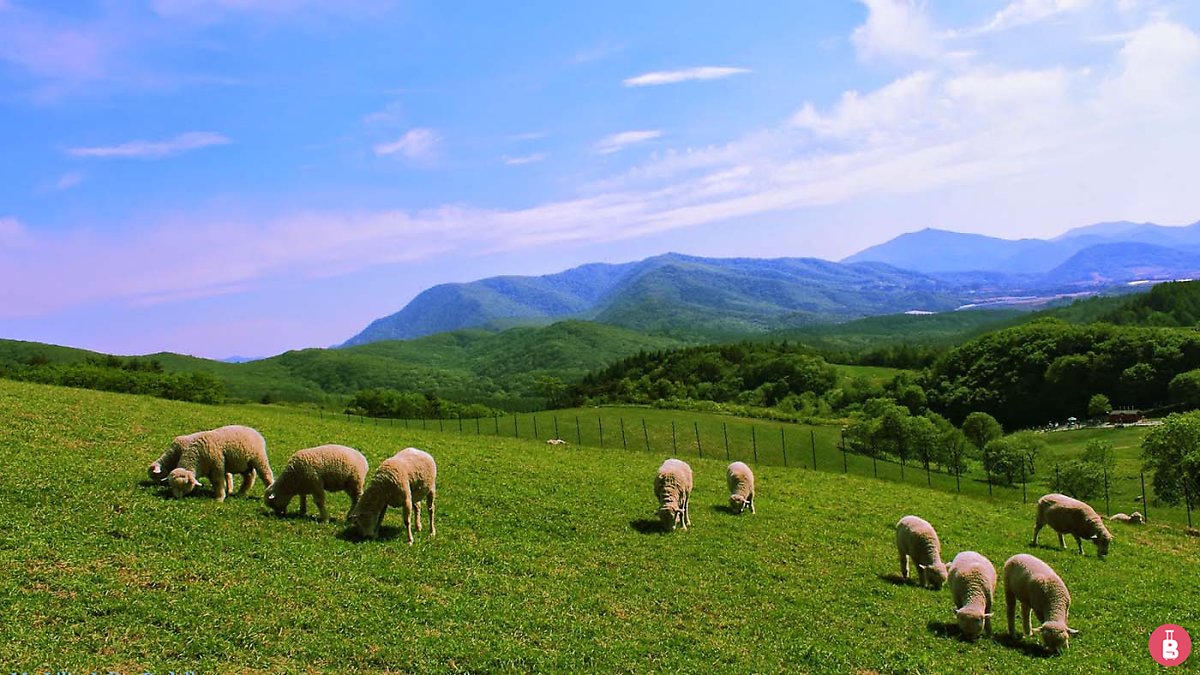 대관령 양떼목장
