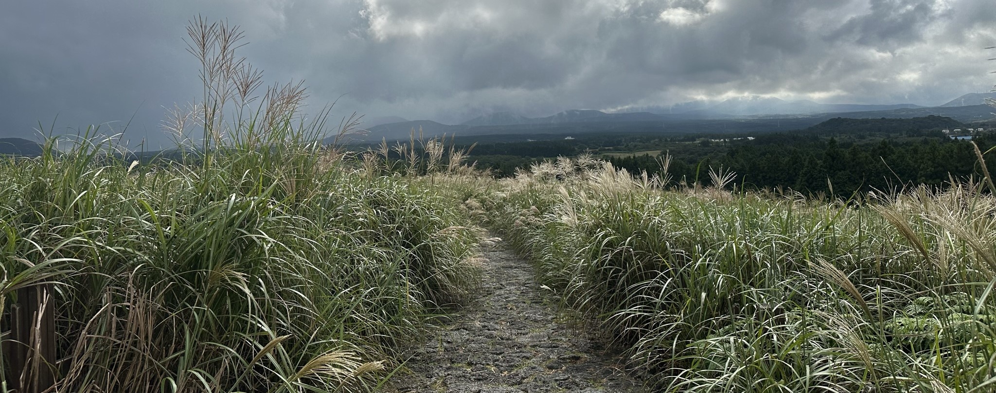 산굼부리 억새길
