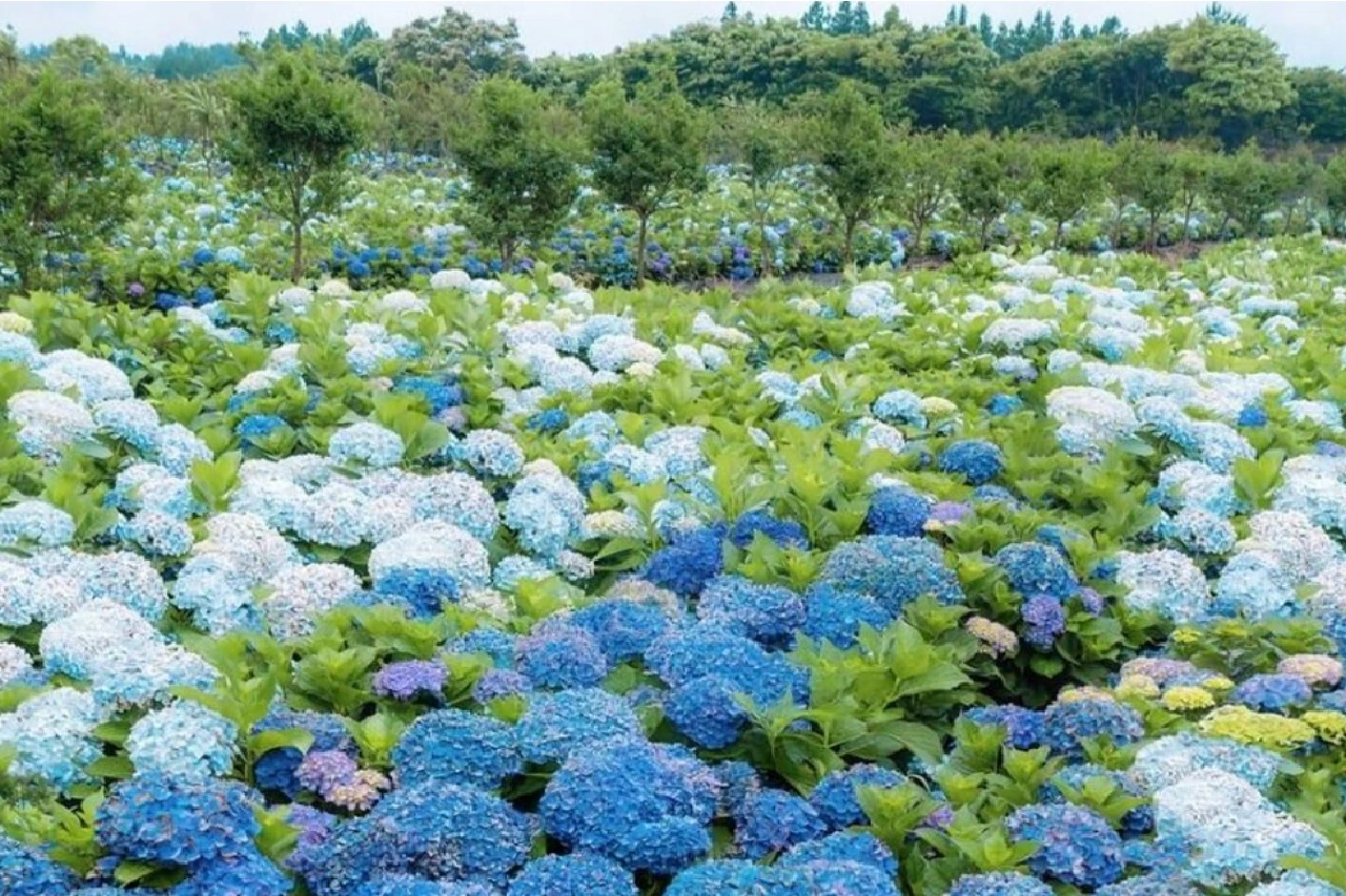 경기도 수국 축제&amp;#44; 가평 수국축제