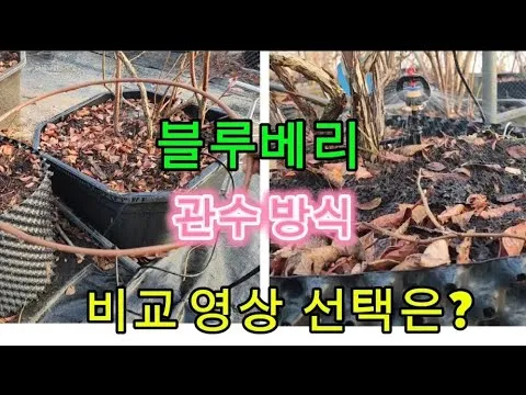 관수 방식 비교 드립 점적 스프링클러 살수장치 선택_2