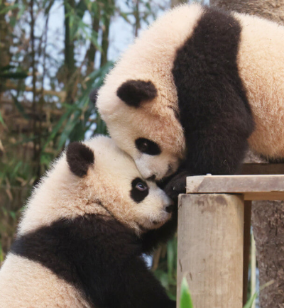 루이바오-후이바오