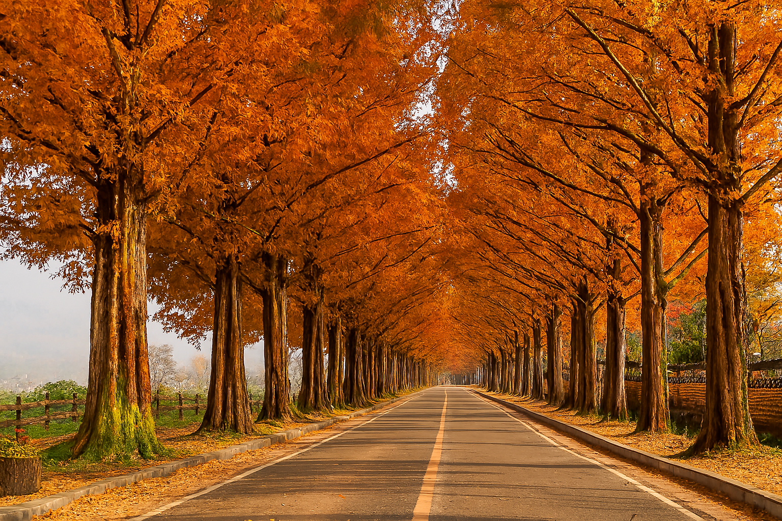 담양 메타세쿼이아길의 가을 풍경의 미이지