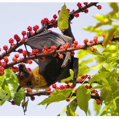 니파 바이러스 관련주 대장주 테마주 수혜주 TOP5