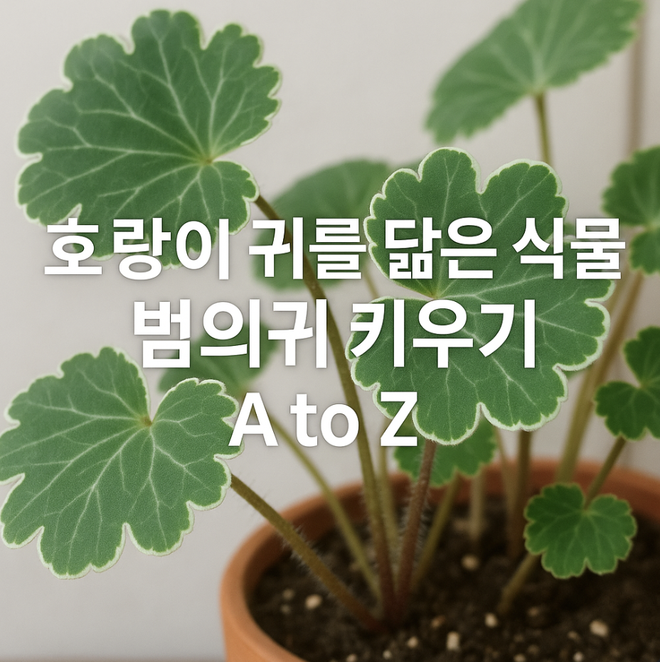 호랑이 귀를 닮은 식물, 범의귀 키우기 A to Z