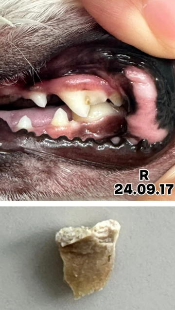 강아지 치석제거 치약 20개 넘게 분석해본 결과