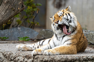 2022년 신년운세 무료 보기