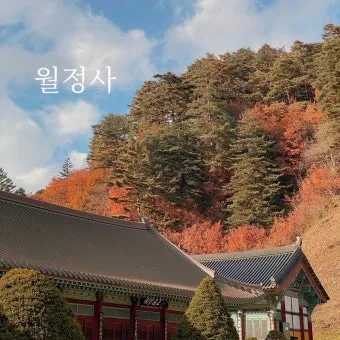 평창 가볼만한곳 베스트10 대관령 양떼목장 허브나라 드라이브_17