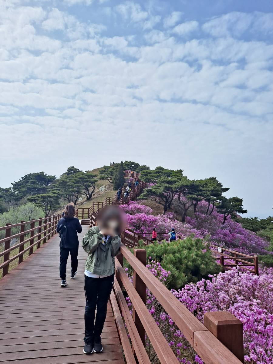 진달래 군락지 곳곳이 포토존