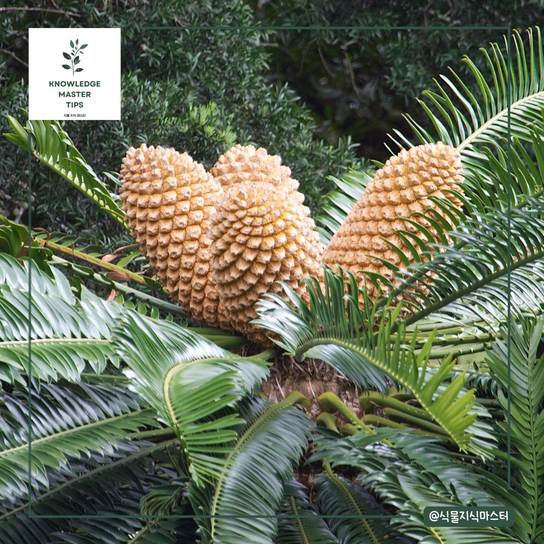 반려동물이 먹으면 위험한 독성 식물 - 소철