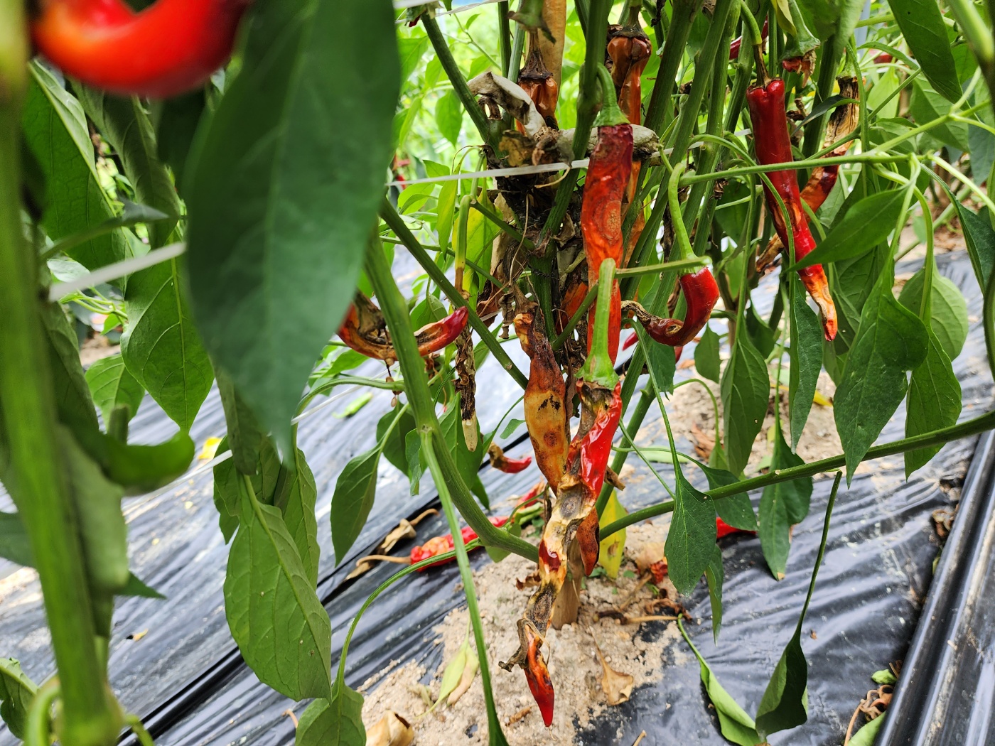 고추병충해 종류 사진 방재, 역병 탄저병 바이러스병 풋마름병