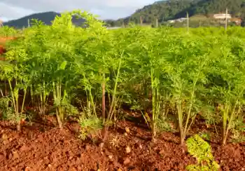 당근 효능 효과 및 영양성분, 부작용과 주의점