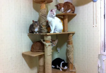 길냥이 보호소, 겨울집, 구내염, 출산, 새끼분양, 구조_29