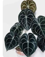 안스리움 관리법 알아보기