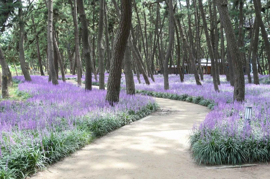 맥문동 축제 일정, 맥문동 꽃 피는 시기, 장항 송림자연휴양림