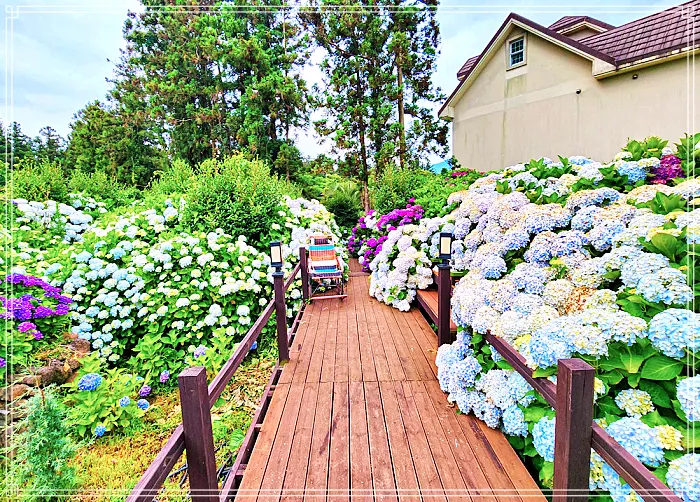 생방송 오늘저녁 제주, 조천 7월 수국 축제 명소, 수국정원, 인생사진, 디저트 카페 맛집